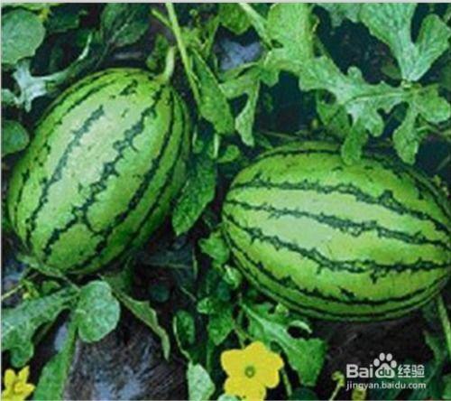 国内免费最大的吃瓜网站,最大吃瓜网站深度解析 第3张 国内免费最大的吃瓜网站,最大吃瓜网站深度解析 第3张